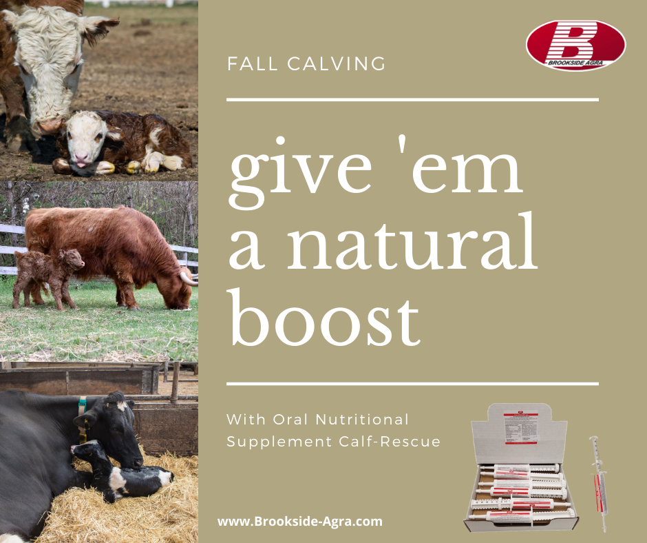 CalfRescue Oral Supplement Gives Fall Calves Nutritional Boost They