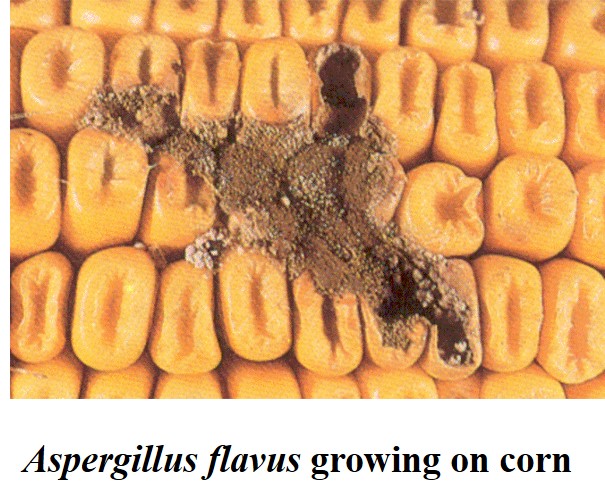 Mold on corn - Brookside Agra